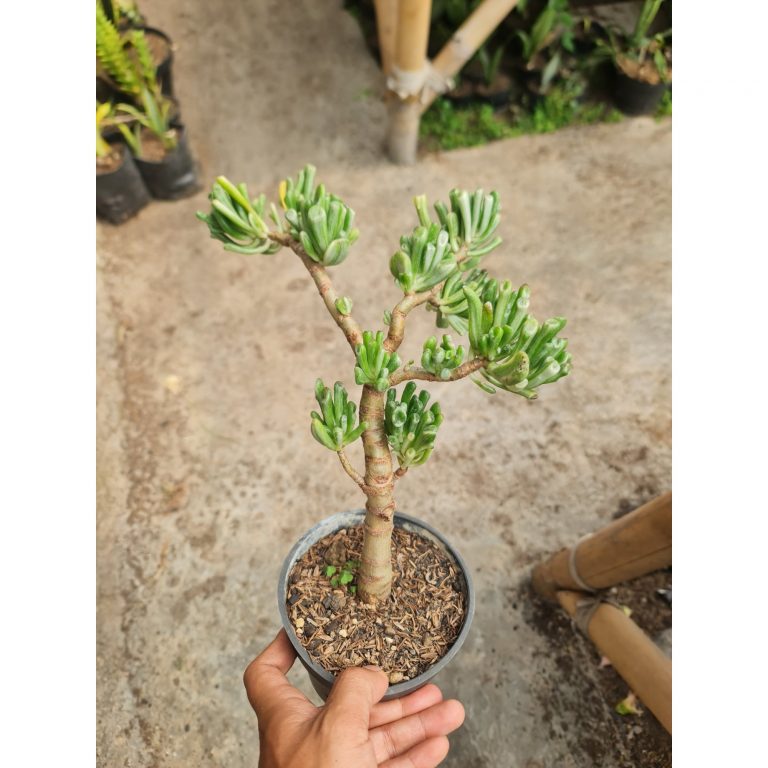2323. Crassula Ovata Gollum White Bonsai Pot 12