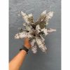 1004. Cryptanthus Zonatus 'Earth Star'