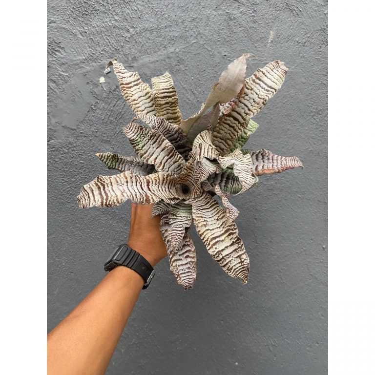 1004. Cryptanthus Zonatus 'Earth Star'