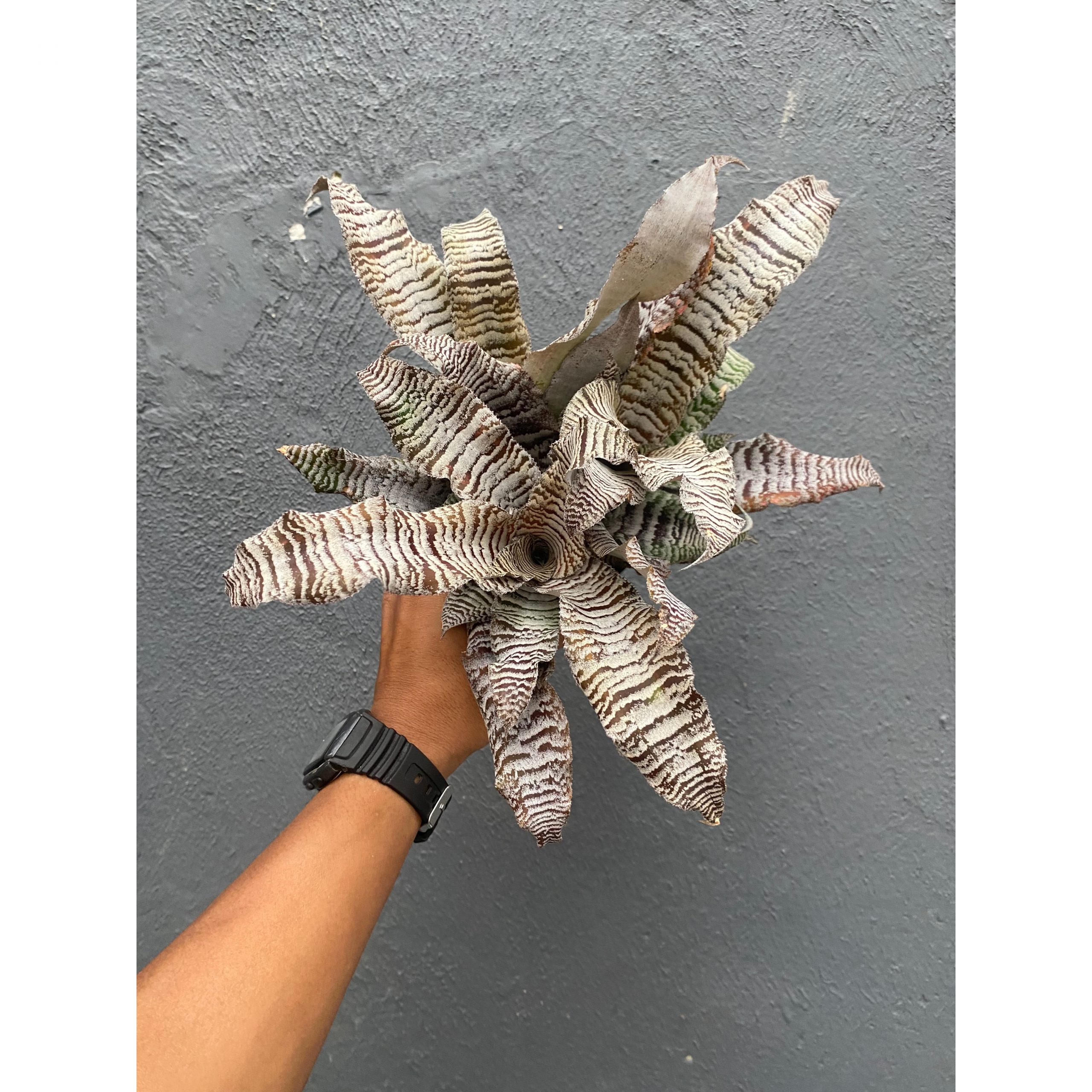 1004. Cryptanthus Zonatus 'Earth Star'