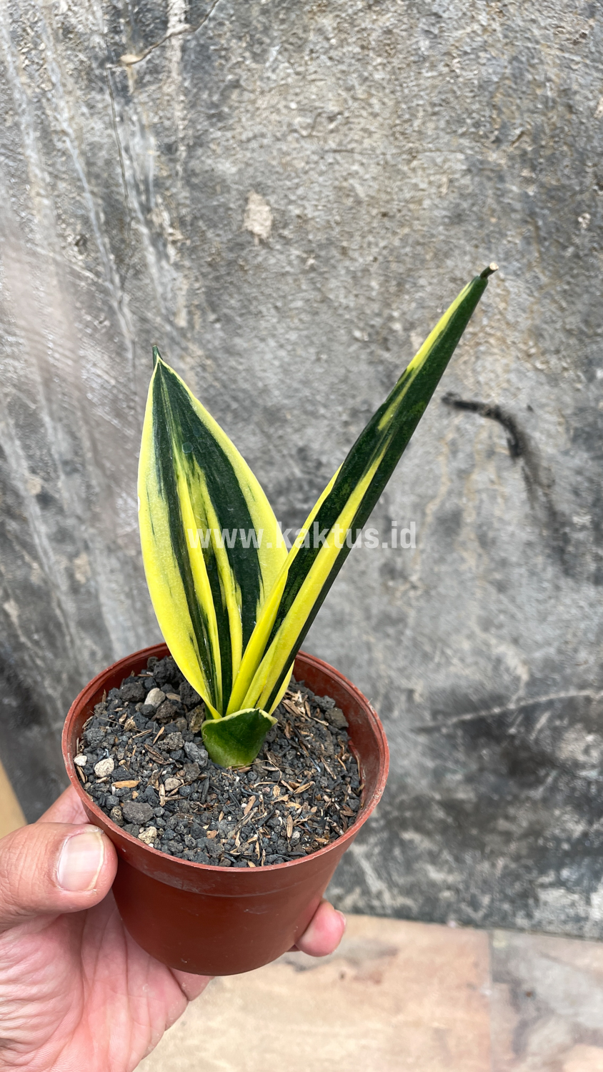 905. Sansevieria Gold Flame Pipe Leaf - Image 6