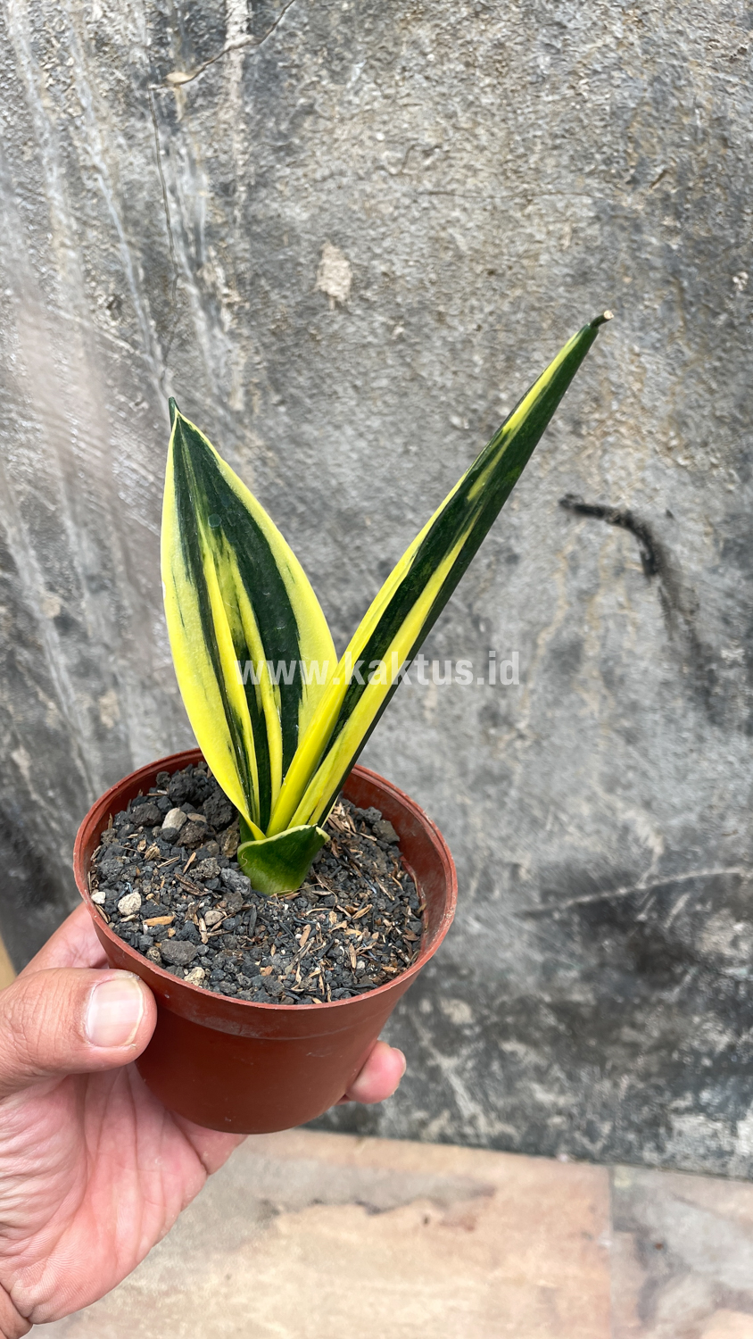 905. Sansevieria Gold Flame Pipe Leaf - Image 10
