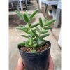1651. Delosperma Echinatum