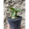 1553. Dorstenia Poetida