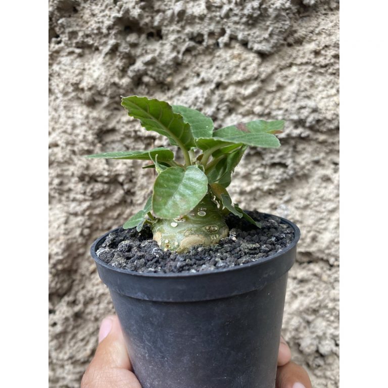 1553. Dorstenia Poetida