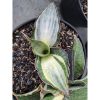 1959. Dragon Compacta White Variegated ( Only Kid )