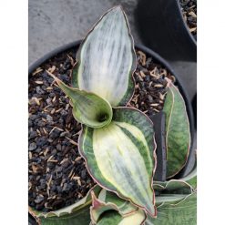 1959. Dragon Compacta White Variegated ( Only Kid )
