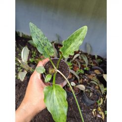 2217. Drimiopsis Maculata 5pcs