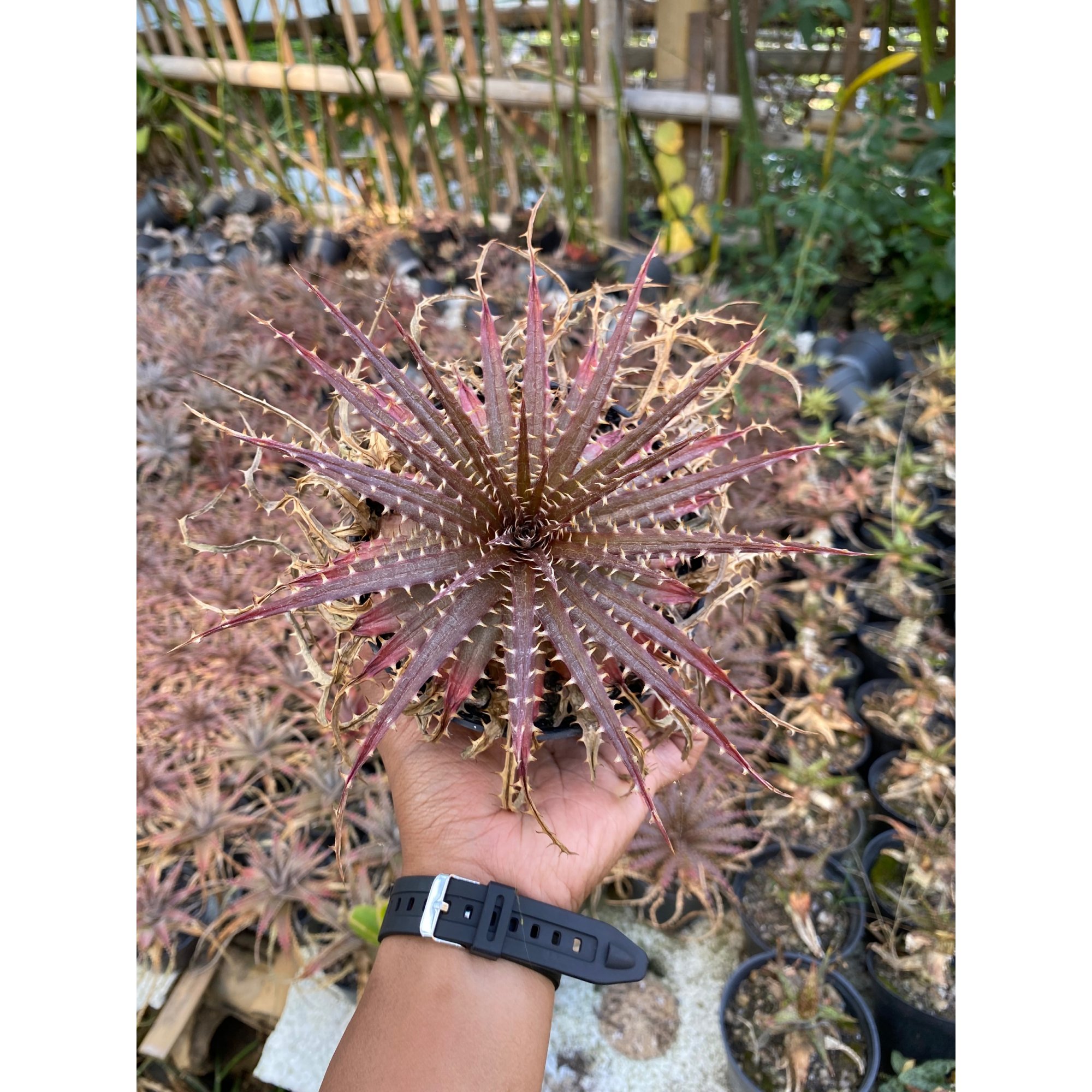 1628. Dyckia Dawsonii