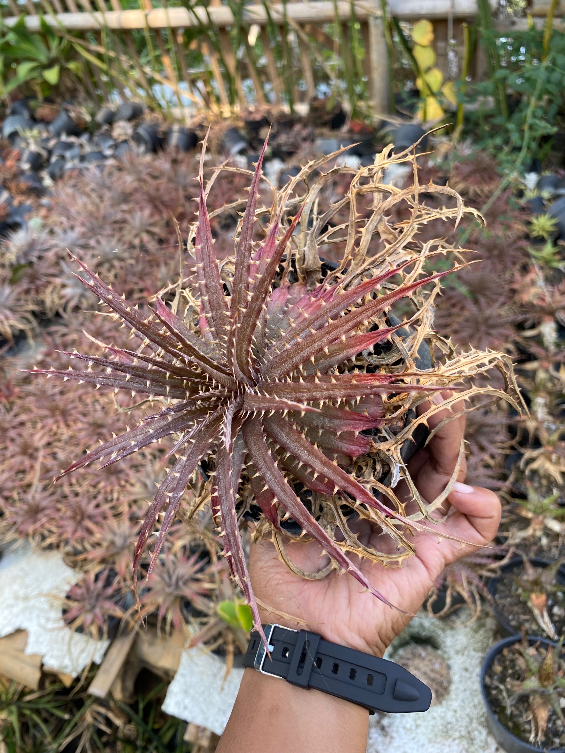 1628. Dyckia Dawsonii - Image 2