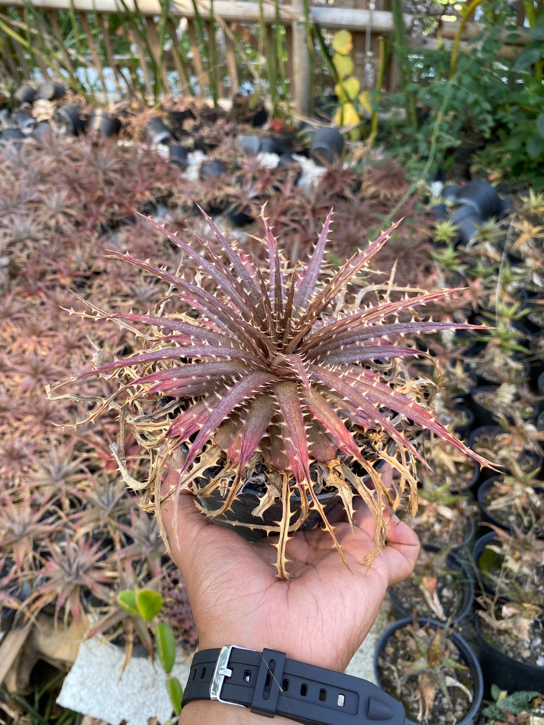 1628. Dyckia Dawsonii - Image 3