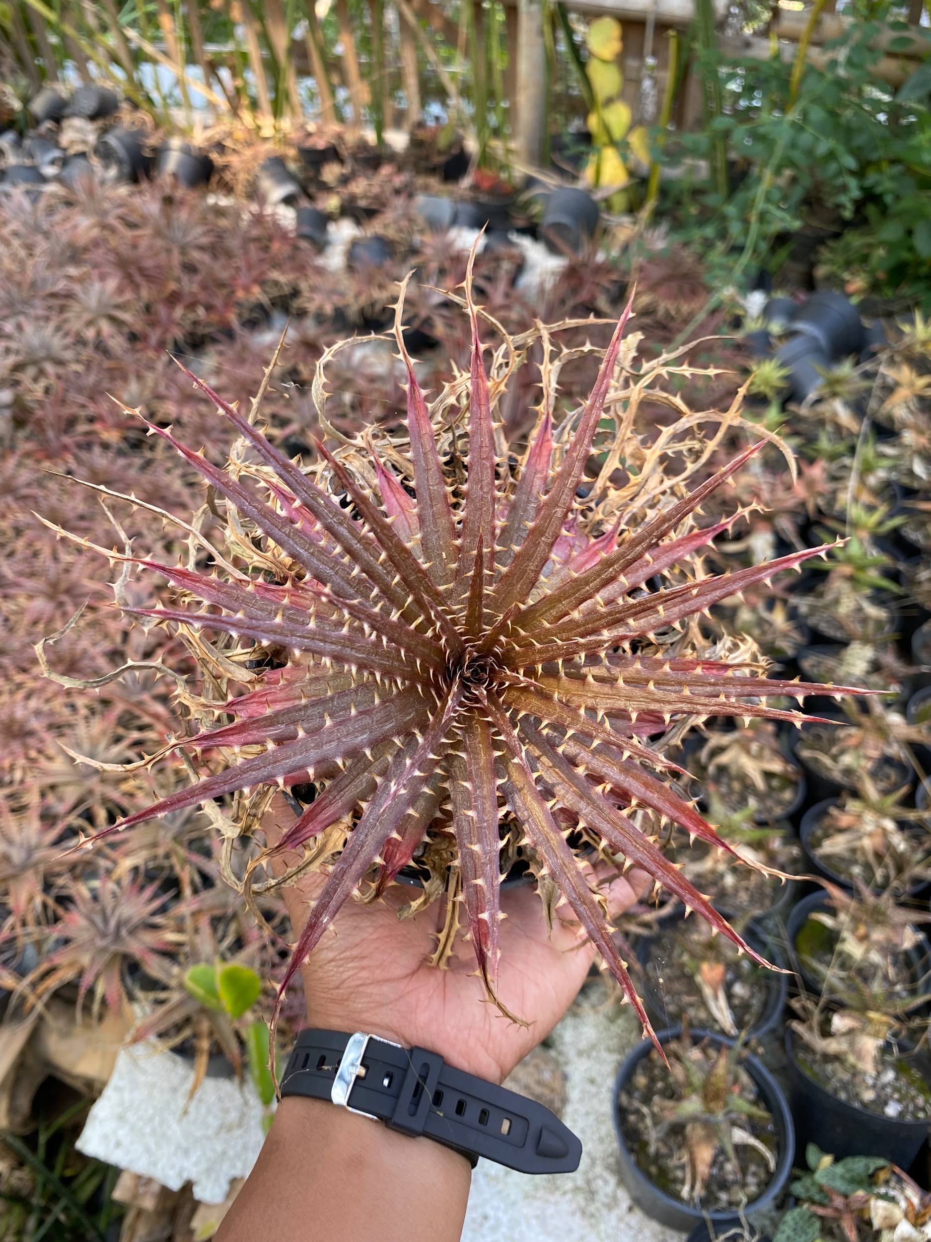 1628. Dyckia Dawsonii - Image 4