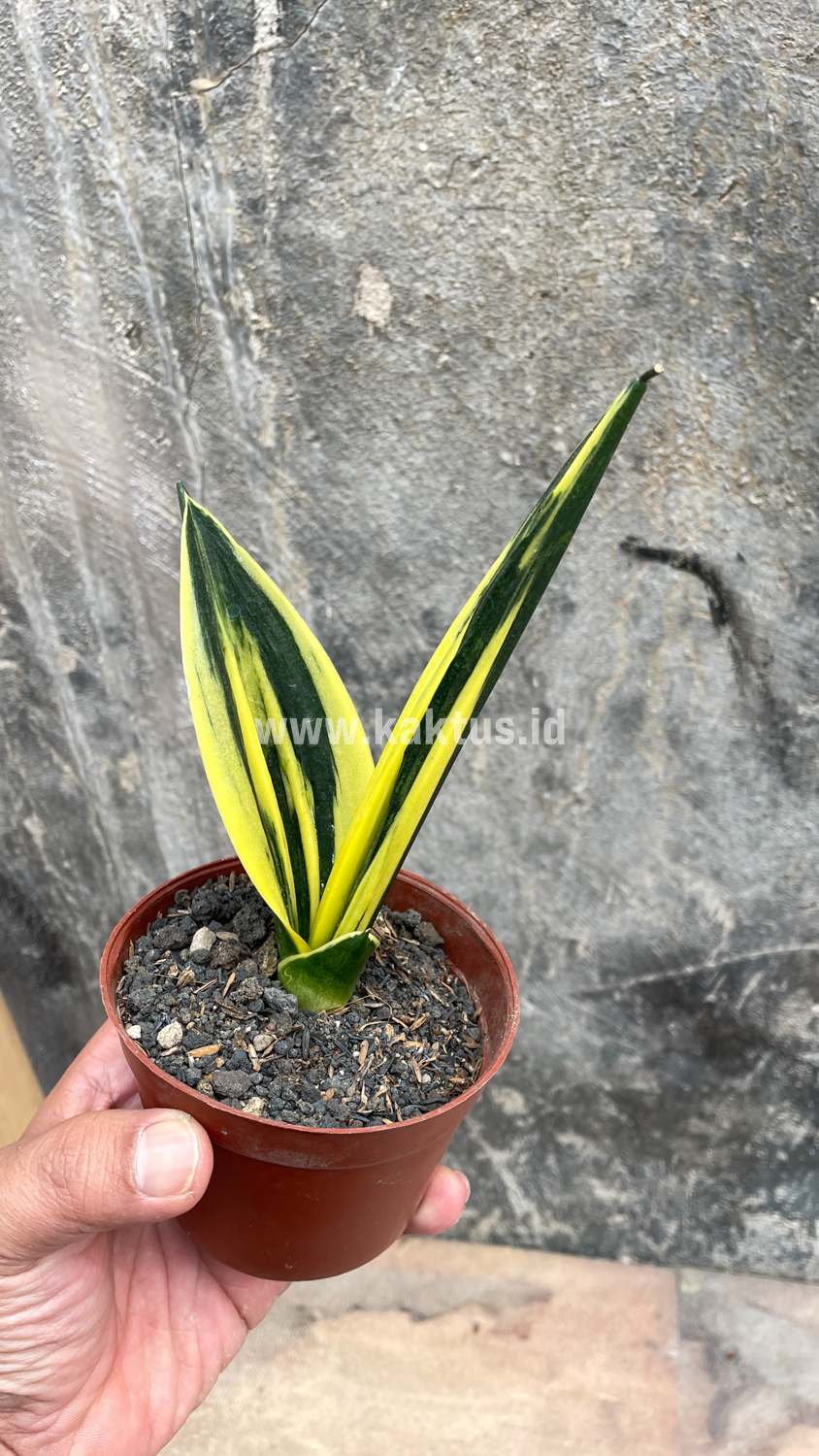 905. Sansevieria Gold Flame Pipe Leaf - Image 12