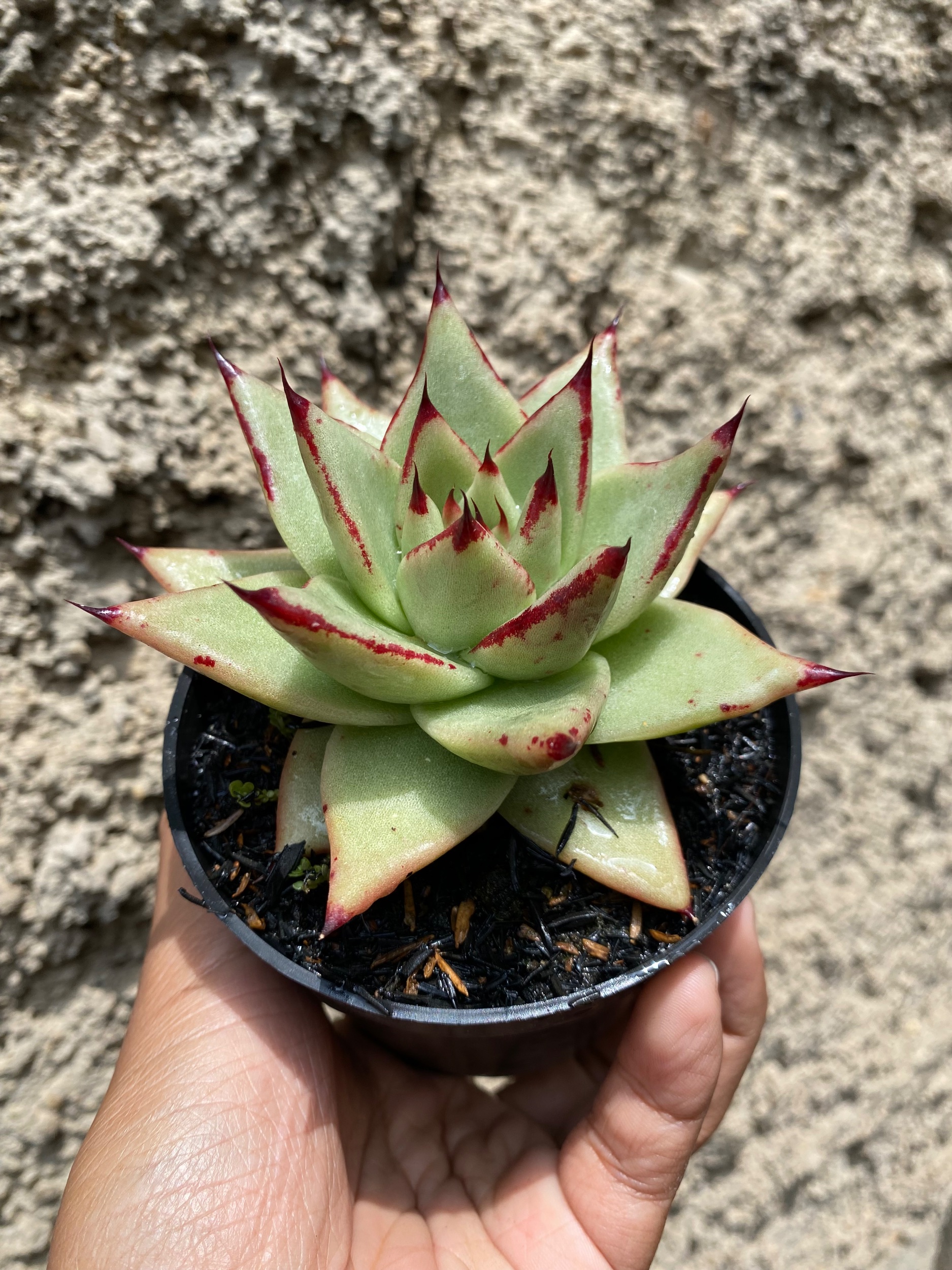 1602. Echeveria Agavoides Ebony - The Bloody Succulents size 10 cm - Image 2
