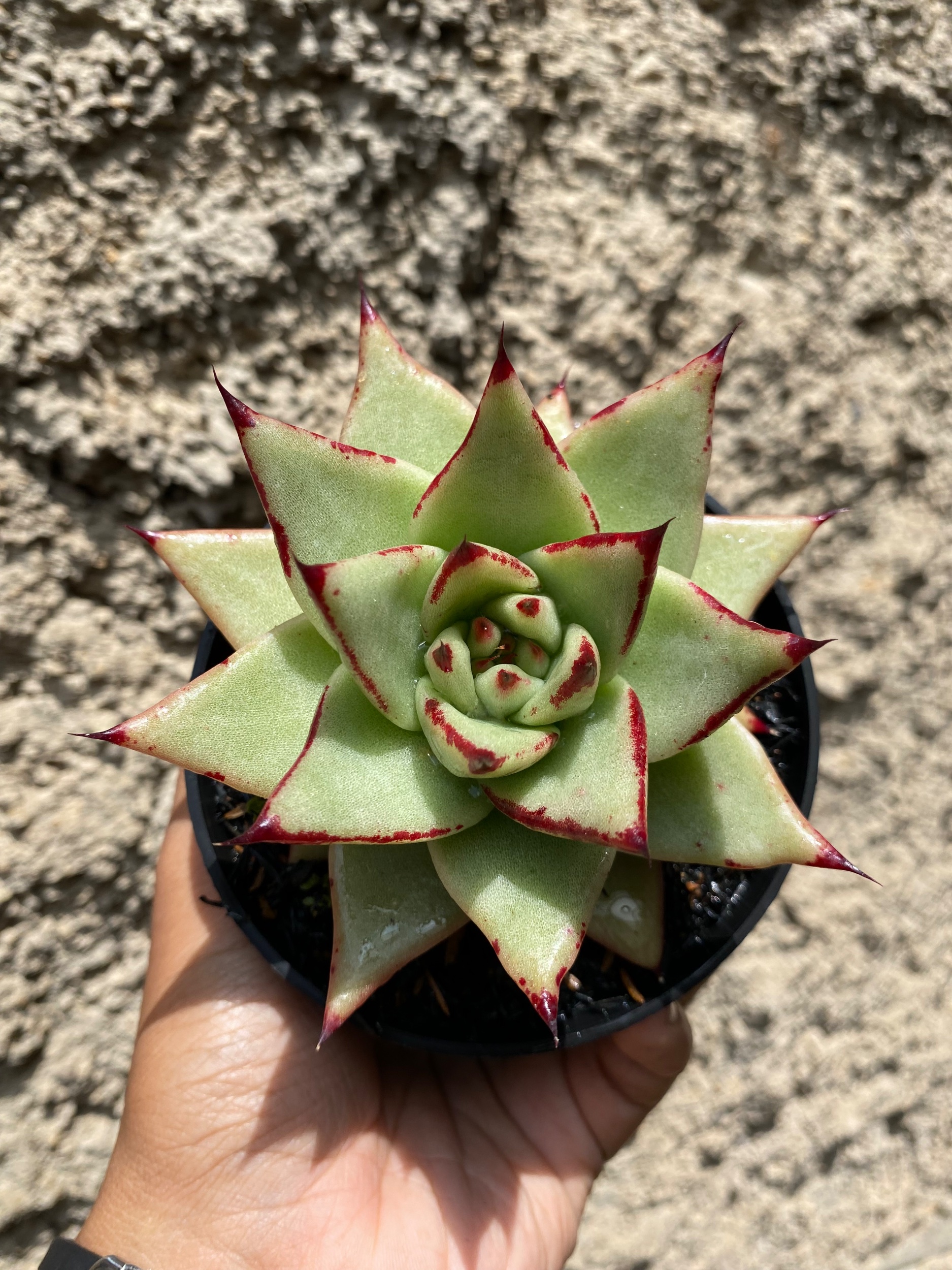 1602. Echeveria Agavoides Ebony - The Bloody Succulents size 10 cm - Image 3