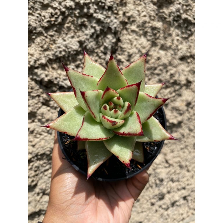 1602. Echeveria Agavoides Ebony - The Bloody Succulents size 10 cm