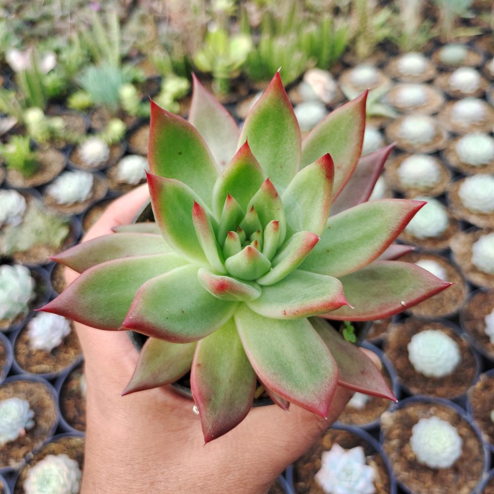 110. Echeveria Agavoides Margaret Martin - Image 2