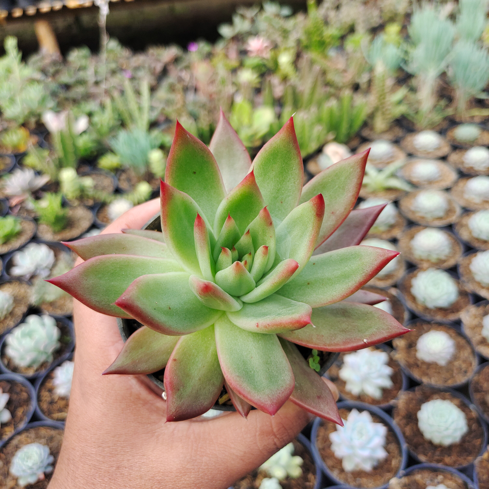 110. Echeveria Agavoides Margaret Martin - Image 3
