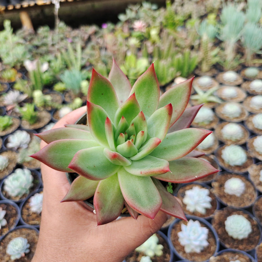 110. Echeveria Agavoides Margaret Martin - Image 4