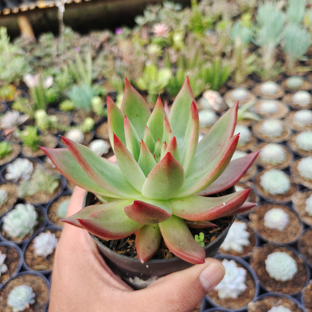 110. Echeveria Agavoides Margaret Martin - Image 5