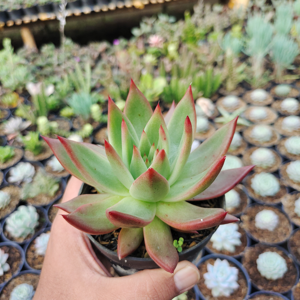 110. Echeveria Agavoides Margaret Martin - Image 6