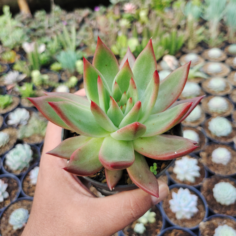 110. Echeveria Agavoides Margaret Martin - Image 7