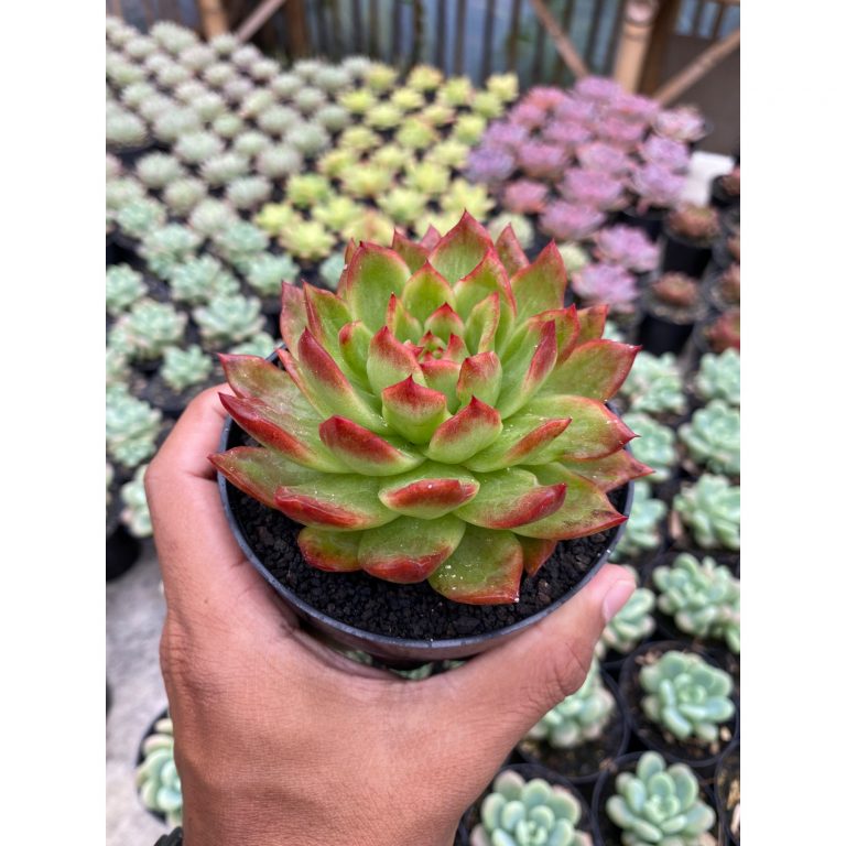 1743. Echeveria Agavoides Water Lily Silky