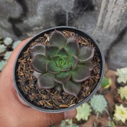 Alternative view of 060. Echeveria Black Prince
