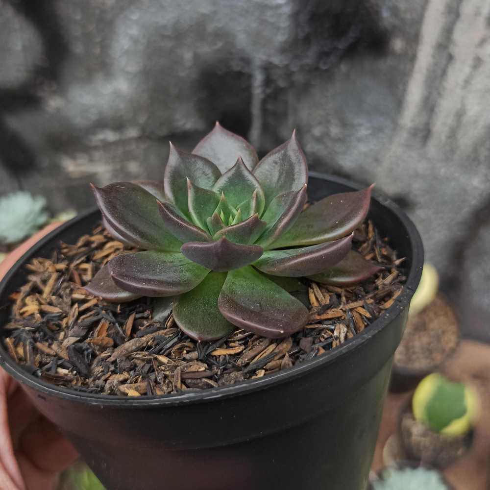 060. Echeveria Black Prince - Image 3