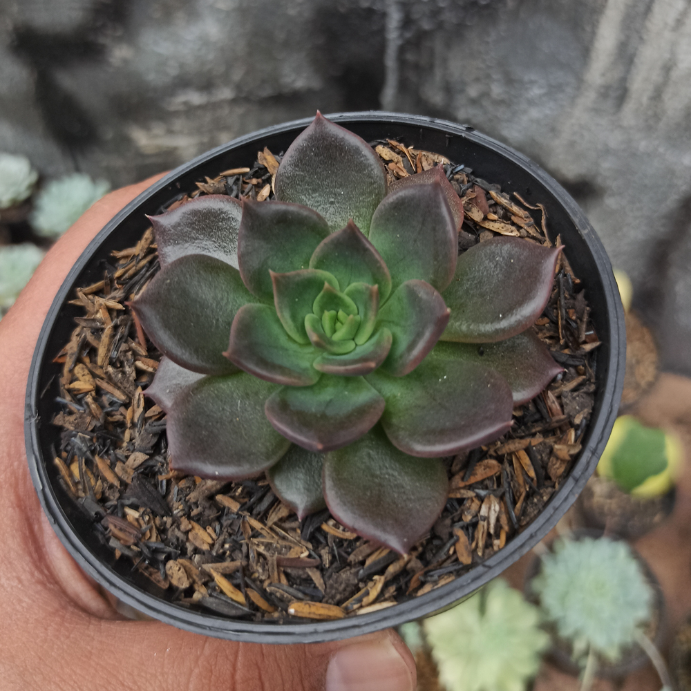 060. Echeveria Black Prince - Image 4