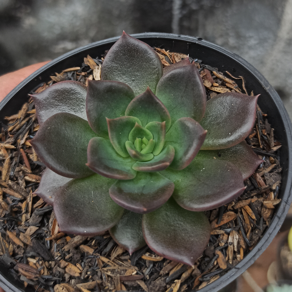 060. Echeveria Black Prince - Image 5