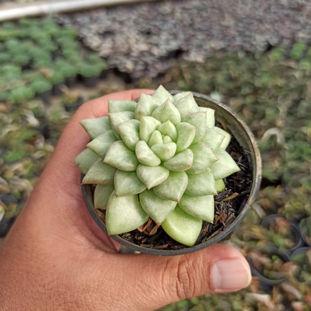 143. Echeveria C.J. Van Keppel - Image 2