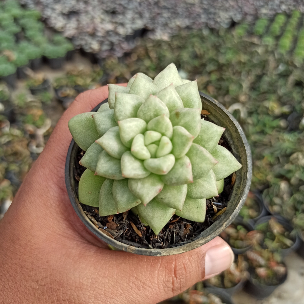 143. Echeveria C.J. Van Keppel - Image 3