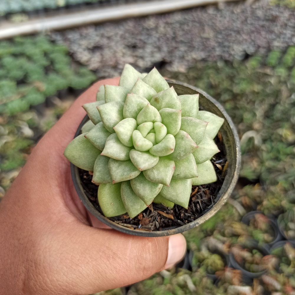 143. Echeveria C.J. Van Keppel - Image 4