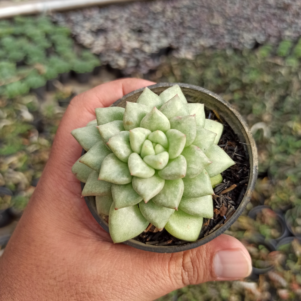 143. Echeveria C.J. Van Keppel - Image 5