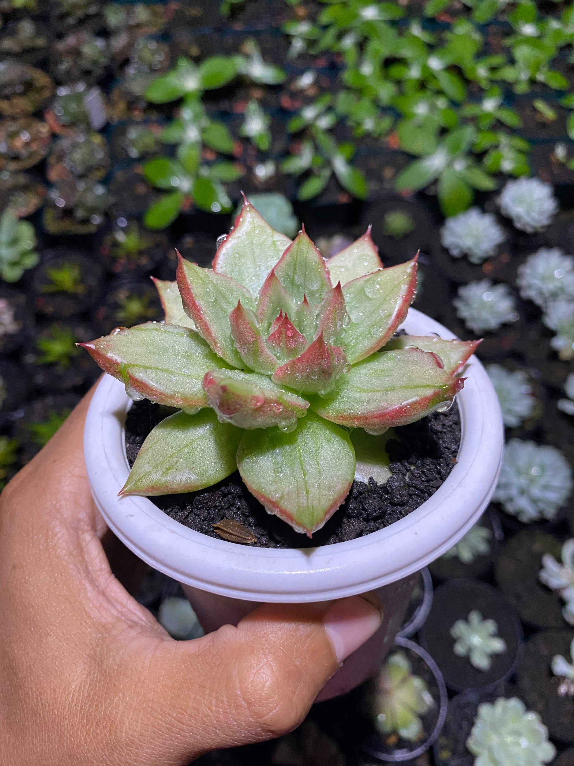 1802. Echeveria Candy Rim Variegated - Image 2
