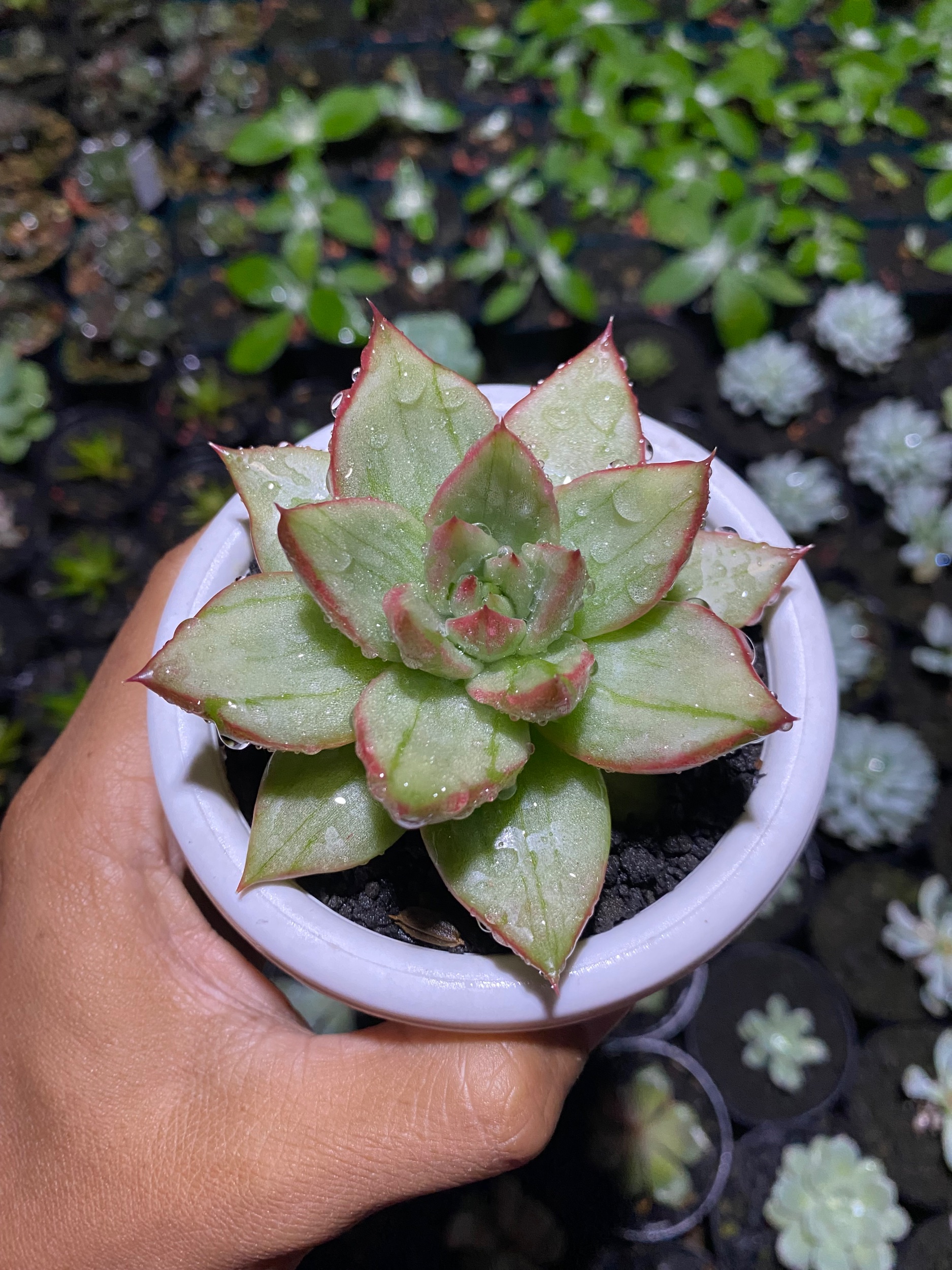 1802. Echeveria Candy Rim Variegated - Image 3