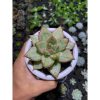 1802. Echeveria Candy Rim Variegated