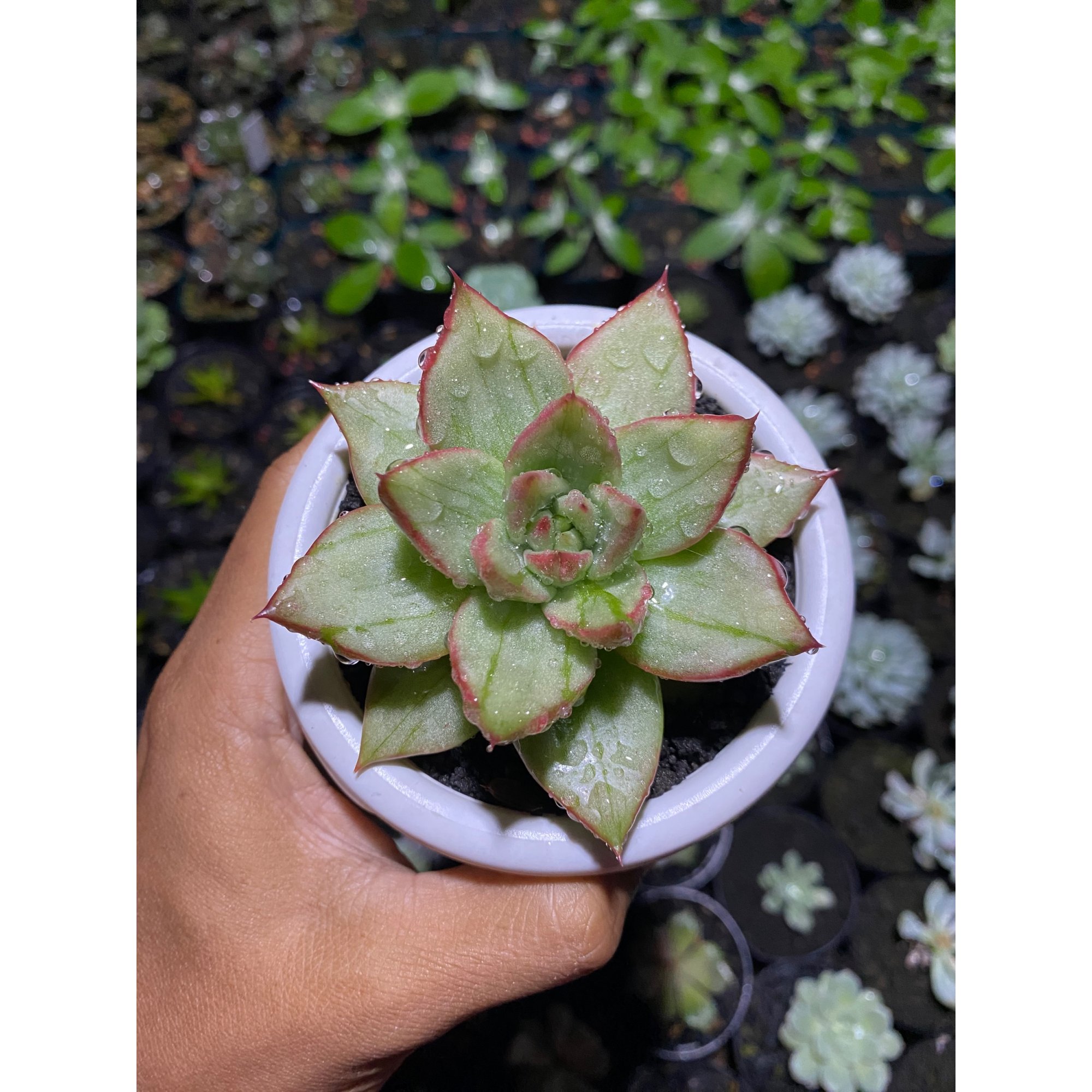 1802. Echeveria Candy Rim Variegated