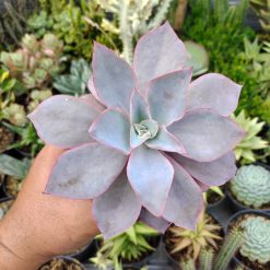 Alternative view of 054. Echeveria Cante Size 12 Cm