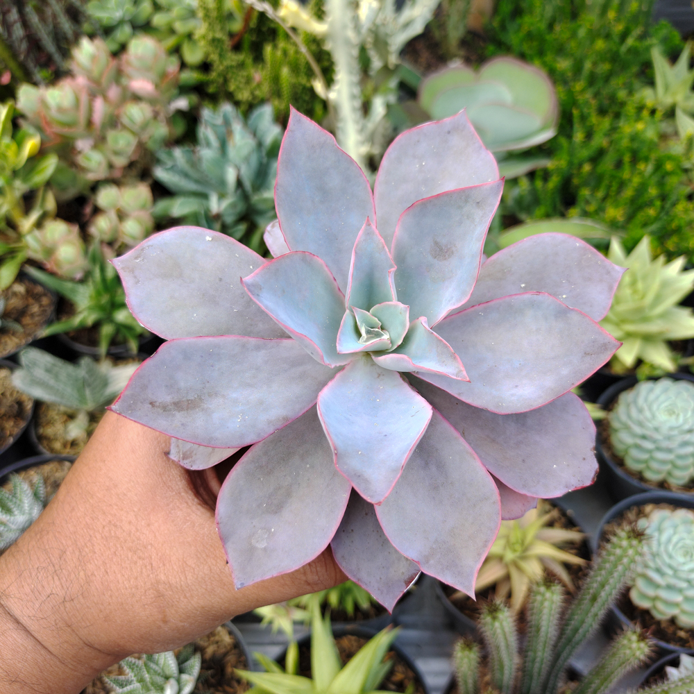054. Echeveria Cante Size 12 Cm - Image 3
