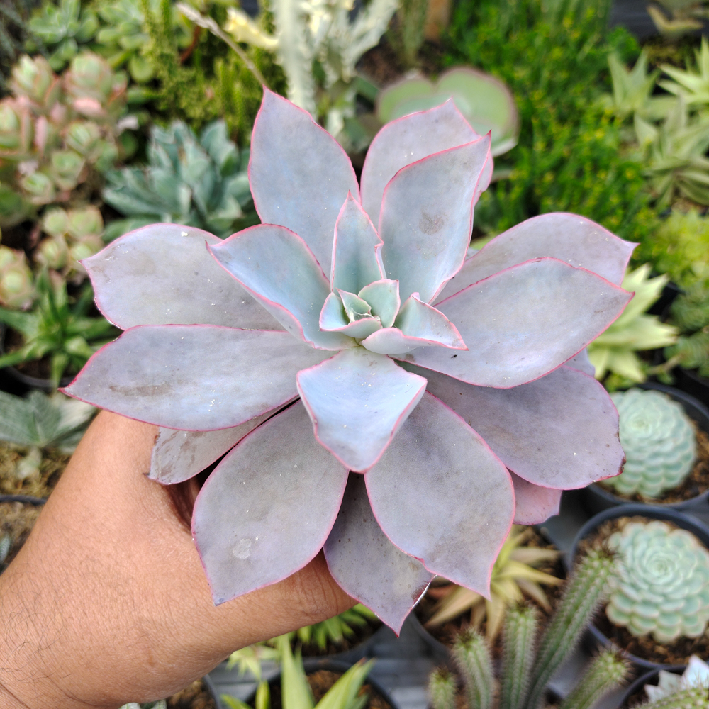 054. Echeveria Cante Size 12 Cm - Image 4
