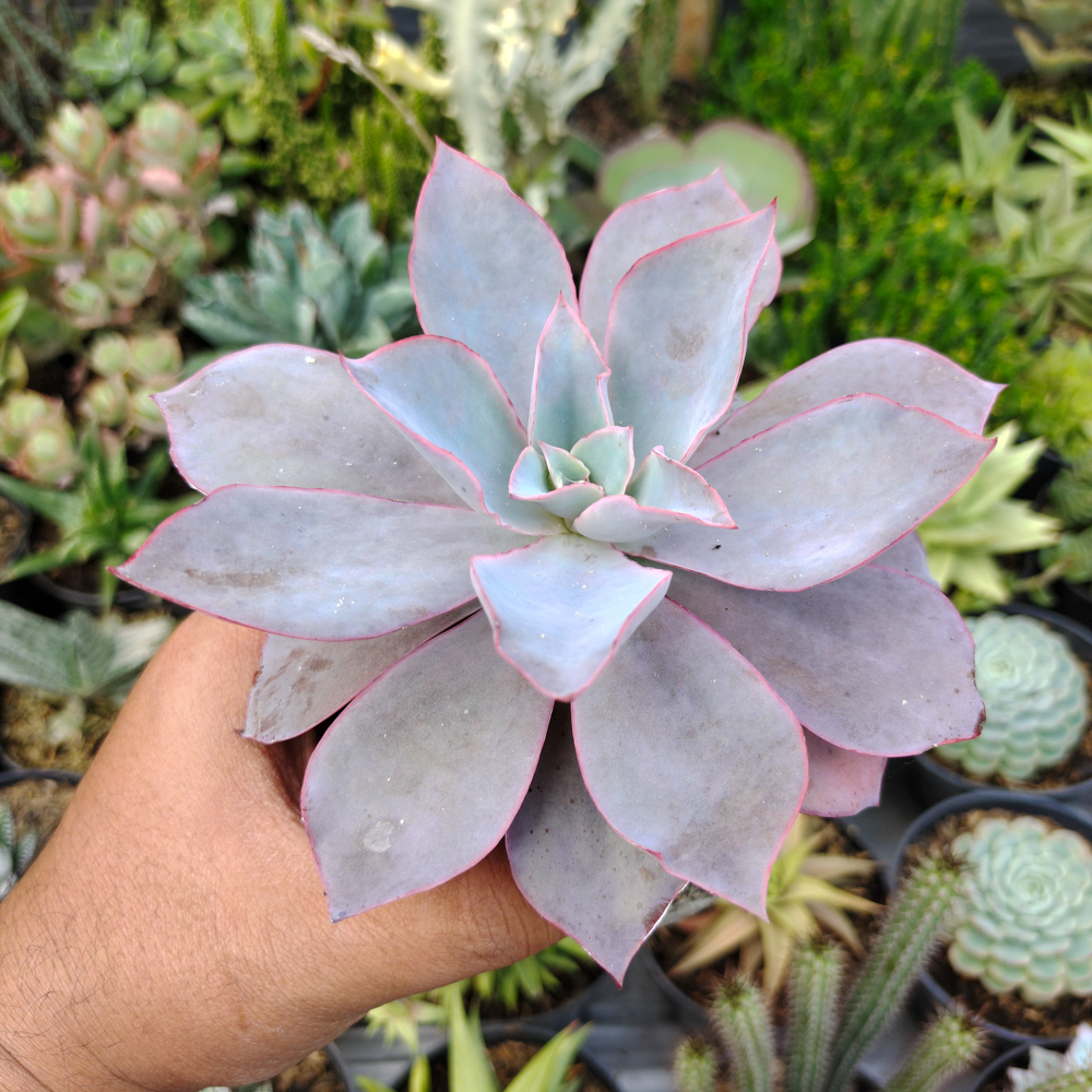054. Echeveria Cante Size 12 Cm - Image 5