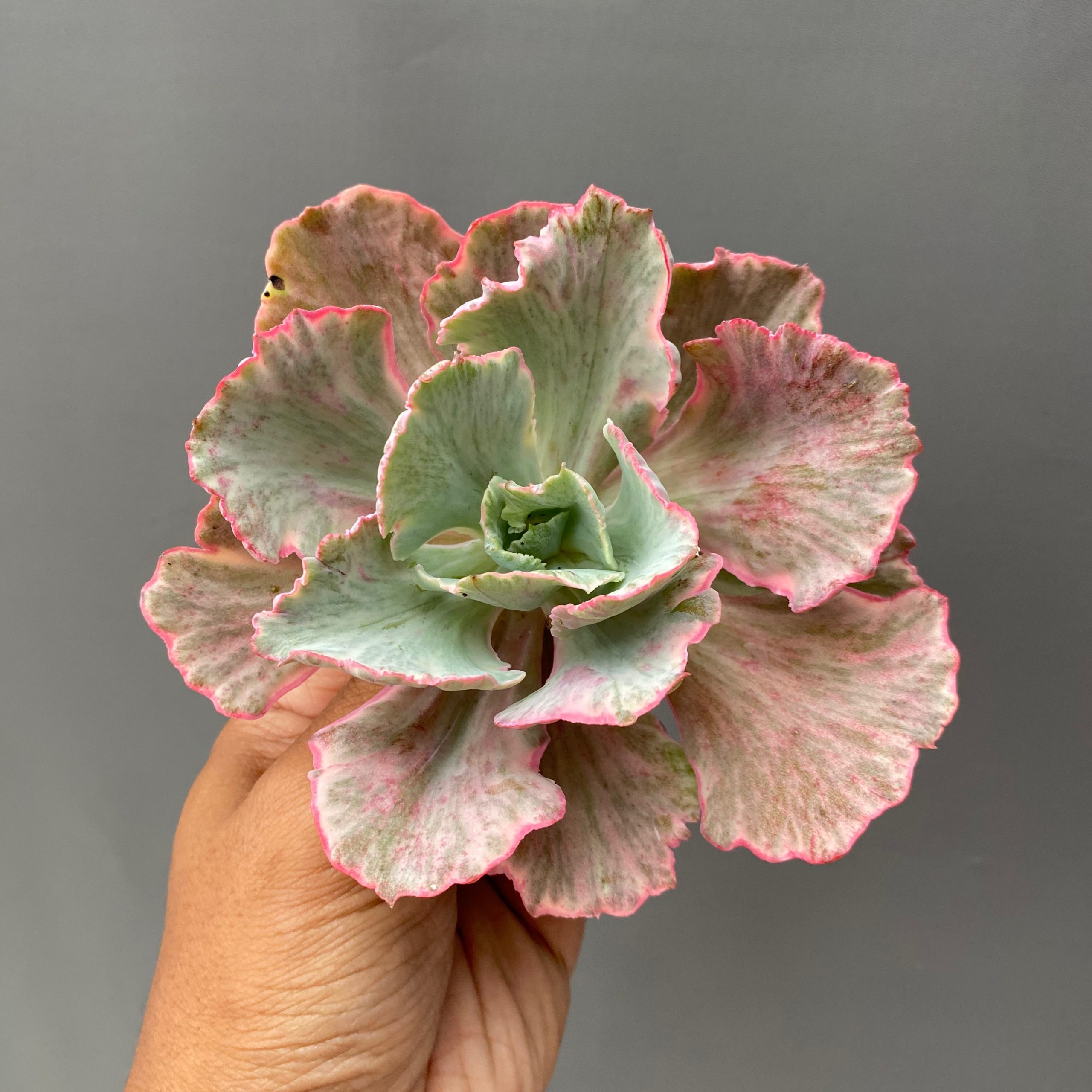 448. Echeveria Chantilly 'Dragon Fin' Variegated