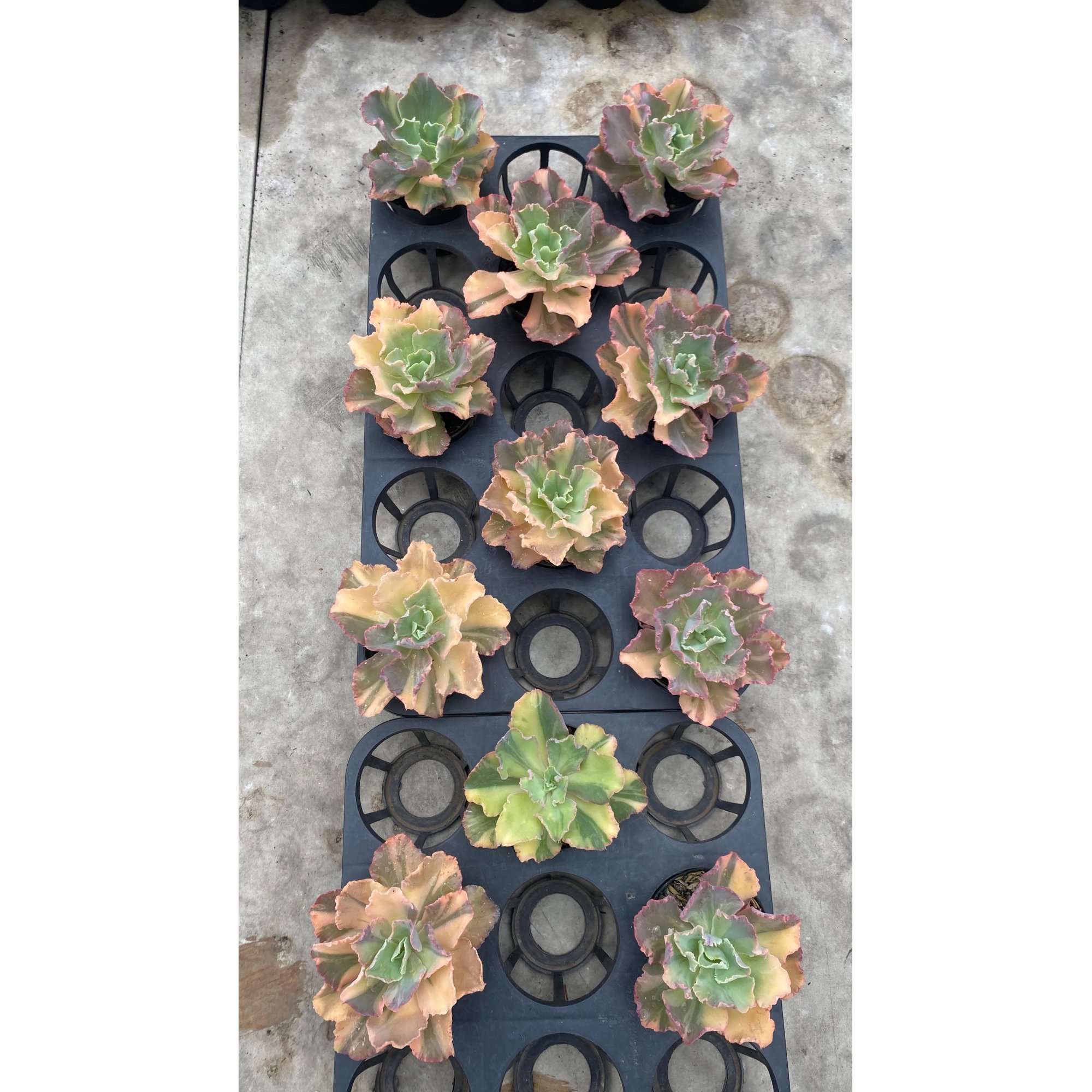 1710. Echeveria Chantilly Variegated 11pcs