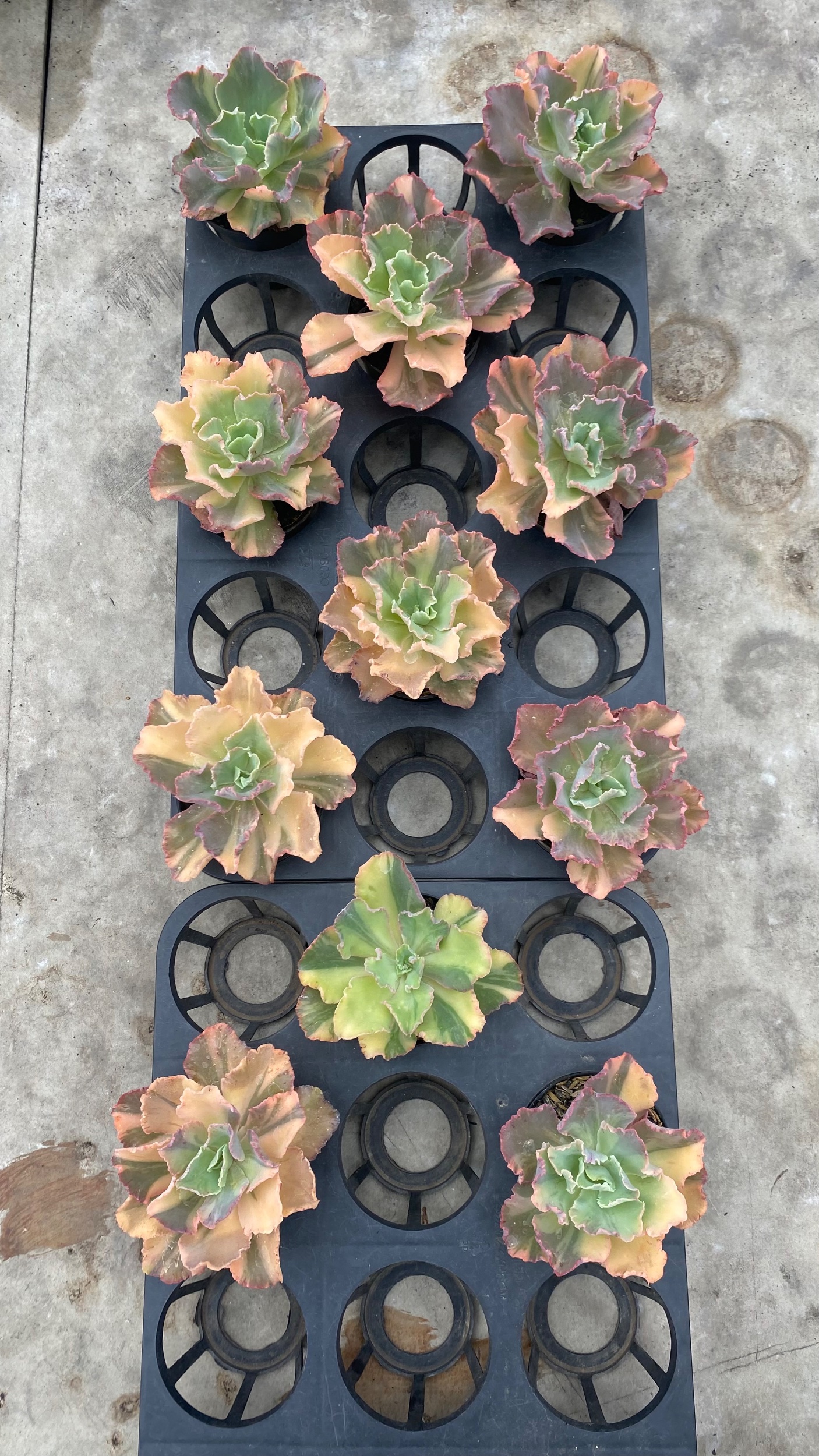 1710. Echeveria Chantilly Variegated 11pcs - Image 2