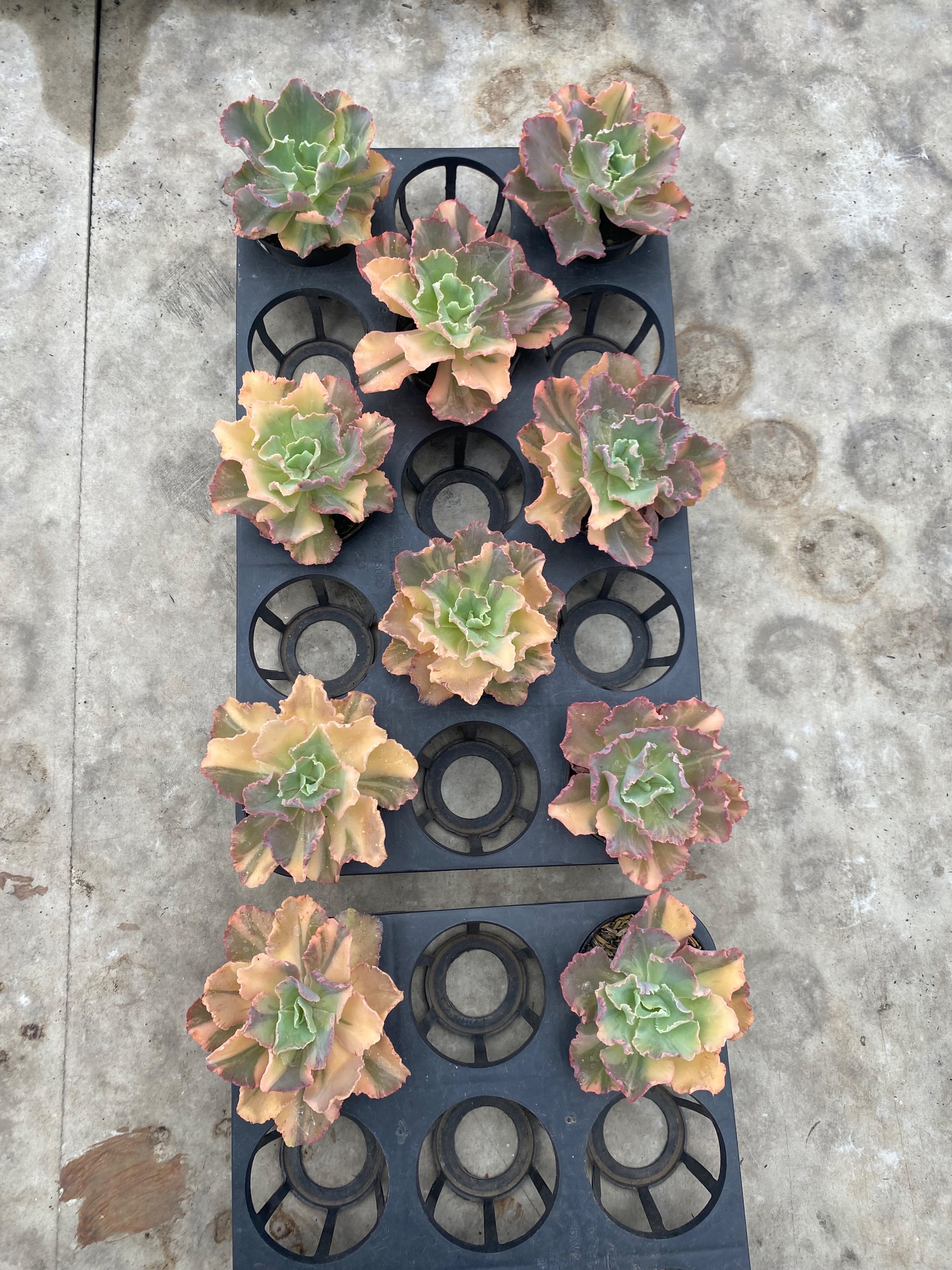 1710. Echeveria Chantilly Variegated 11pcs - Image 3