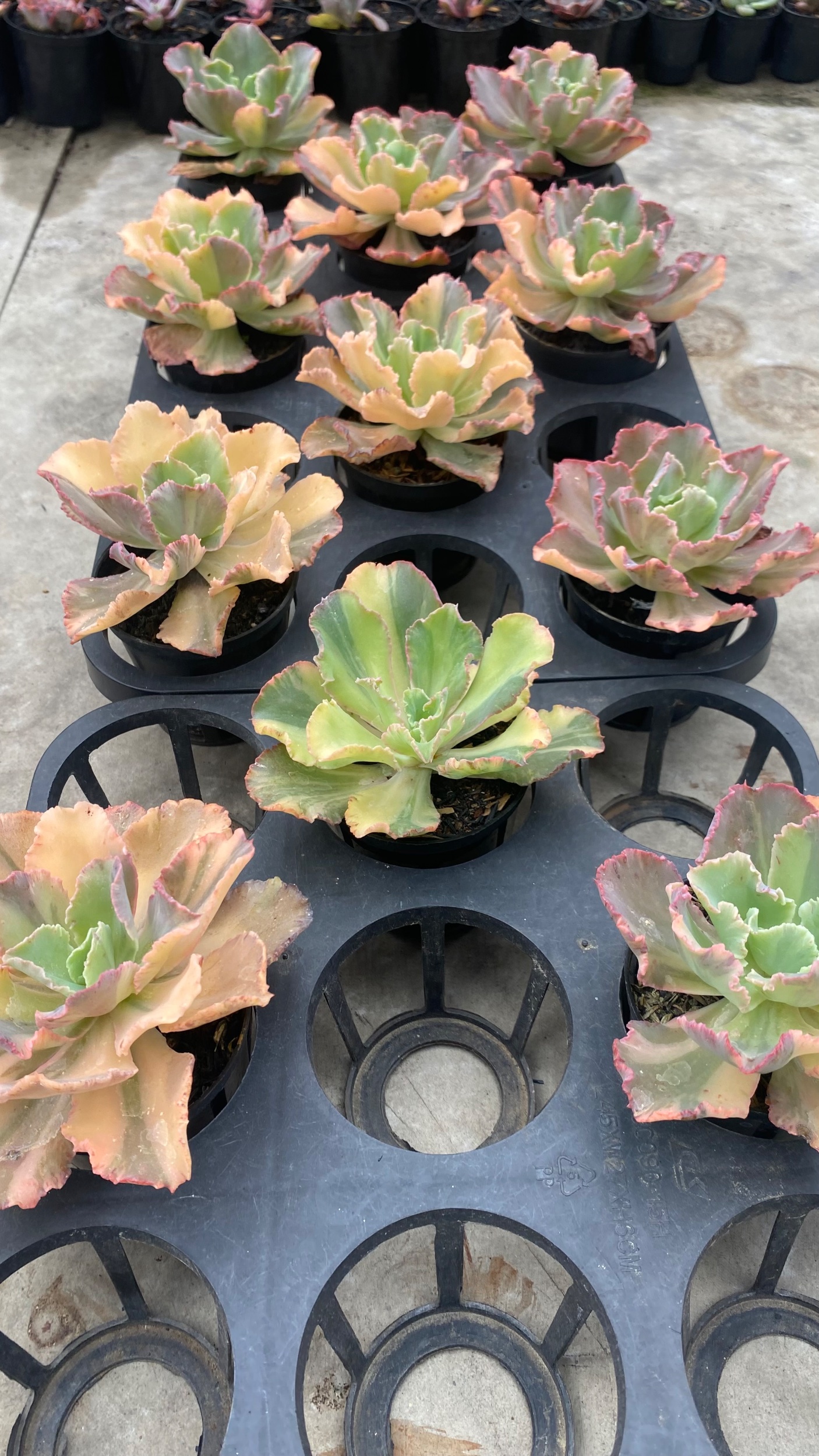 1710. Echeveria Chantilly Variegated 11pcs - Image 4