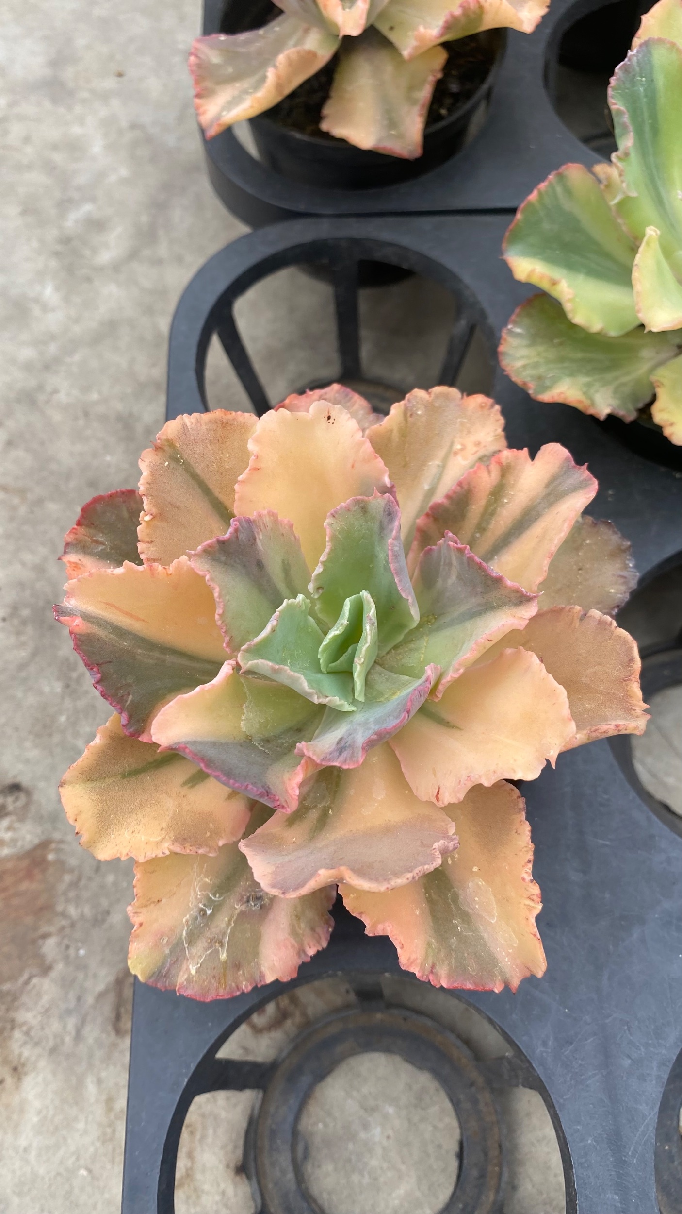 1710. Echeveria Chantilly Variegated 11pcs - Image 5