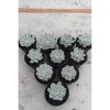 1711. Echeveria Chihuahua Aurea Variegated 10pcs